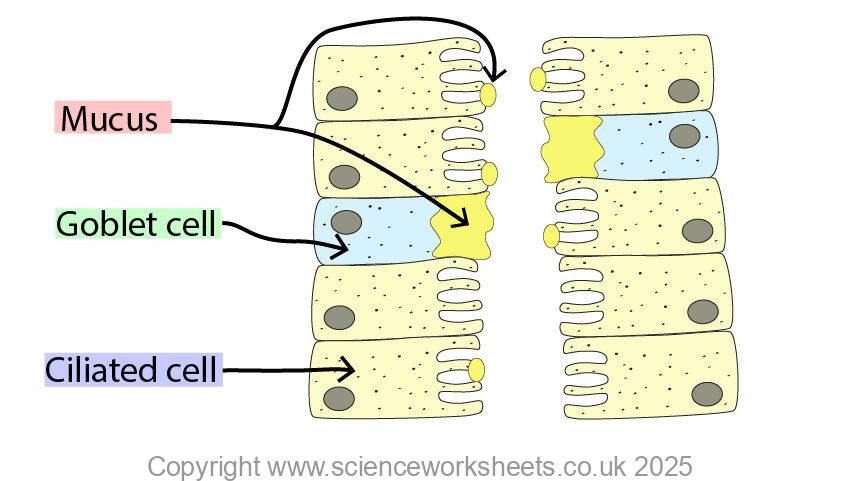Goblet cells, ciliated cells, mucus to clean trachea and bronchi