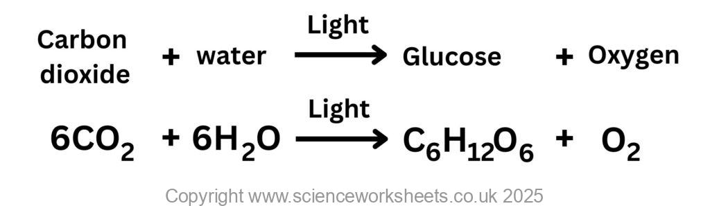 Word and symbol equations for photosynthesis