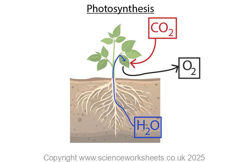 Photosynthesis, showing water moving up through the plant, gas exchange at the leaf