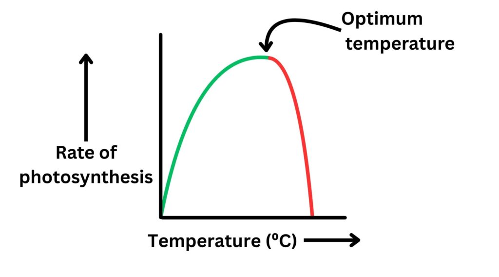 Graph to show temperature as a limiting factor for photosynthesis