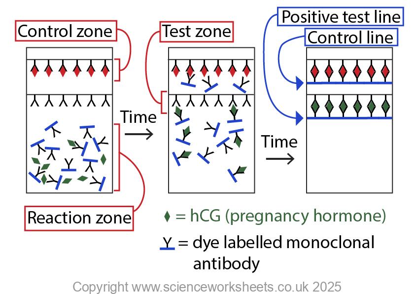 Using monoclonal antibodies for pregnancy test