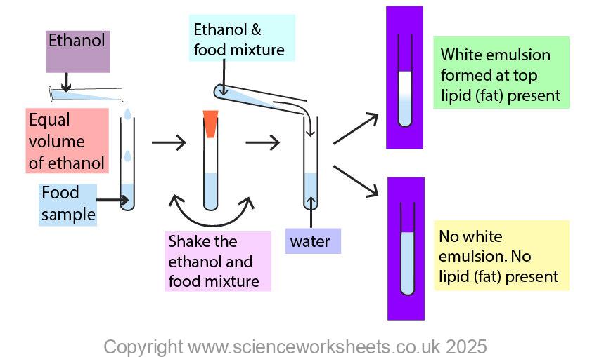 Testing for lipids using the emulsion test. If a white emulsion forms then lipid is present