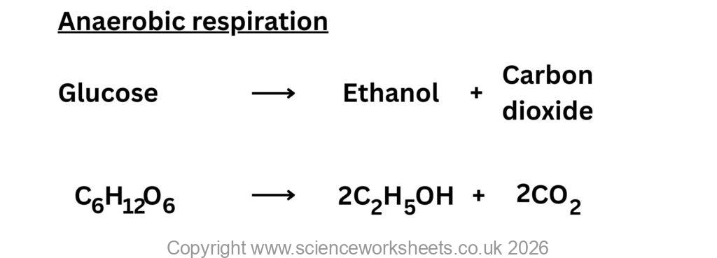 Word and symbol equation for anaerobic respiration in plants