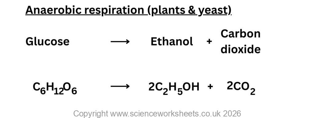 word and symbol equation for anaerobic respiration in plants and yeast