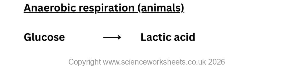 word equation for anaerobic respiration in animals