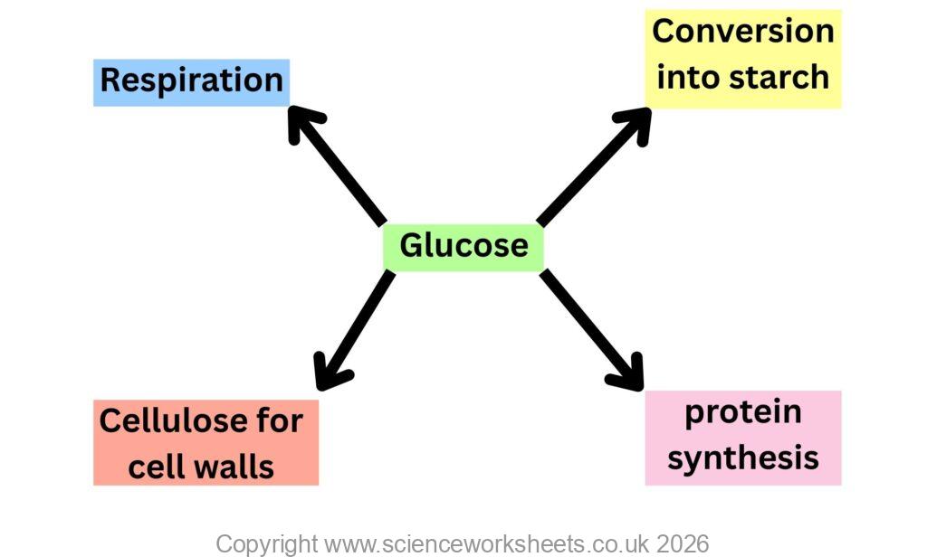 Summary diagram showing the uses for glucose that is produced in photosynthesis