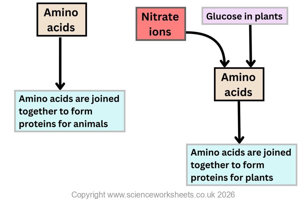 making proteins in plants and animals