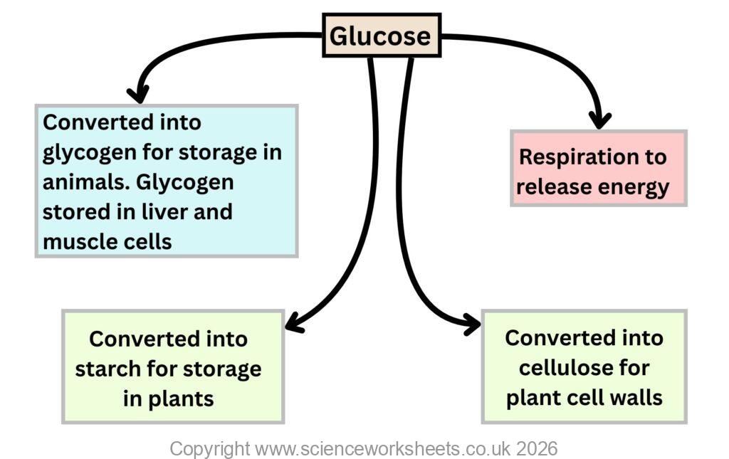 Uses for glucose in metabolism