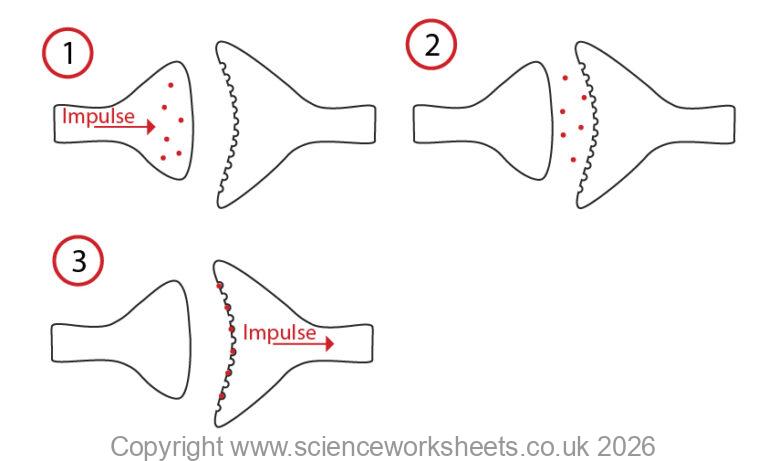 Synaps Worksheet AQA GCSE Reflexes & Synapses (Biology) - Science Worksheets