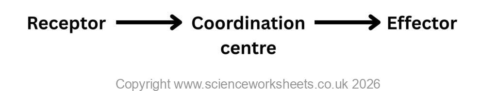 Model of a control system for homeostasis