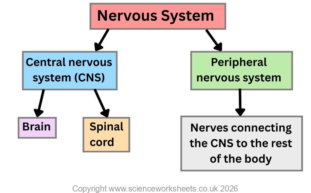 Organisation of the nervous system