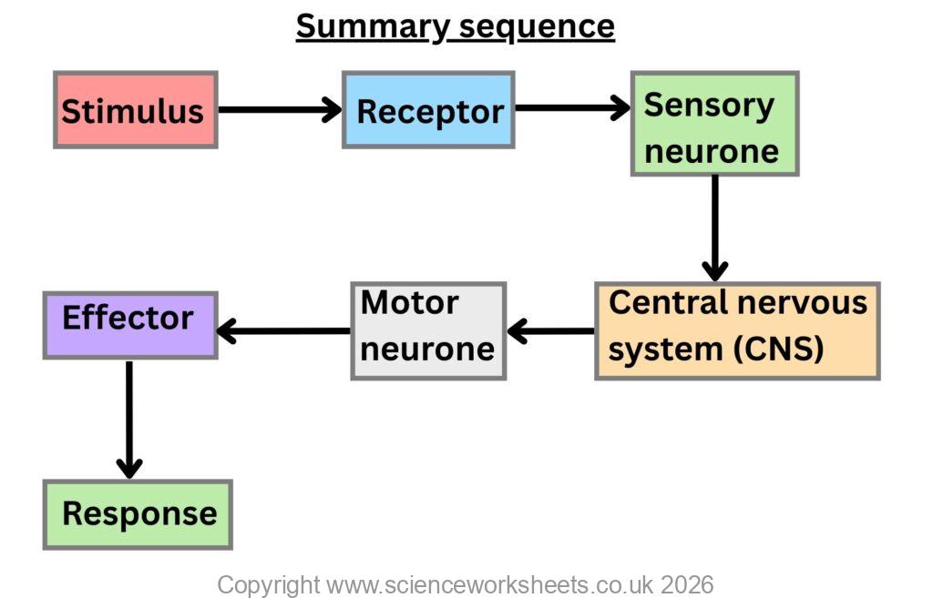 Summary of the pathway of information