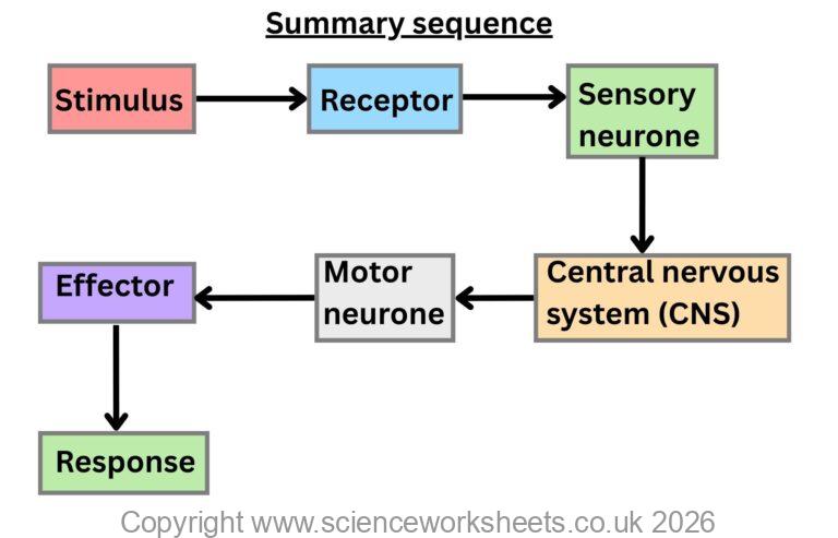AQA GCSE Human Nervous System (Biology) - Science Worksheets