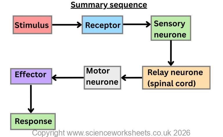 AQA GCSE Reflexes & Synapses (Biology) - Science Worksheets