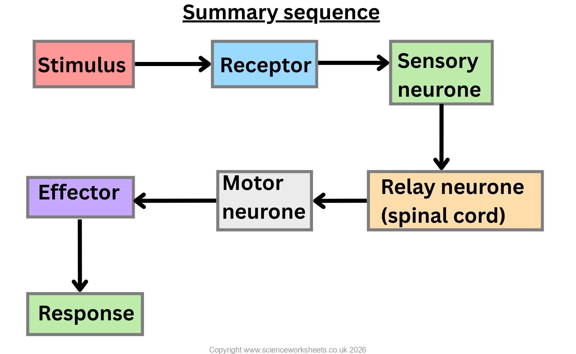 Reflex Science AQA GCSE Reflexes & Synapses (Biology) - Science Worksheets