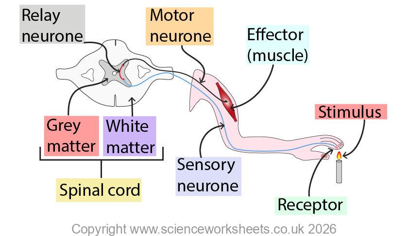 Reflex Science AQA GCSE Reflexes & Synapses (Biology) - Science Worksheets