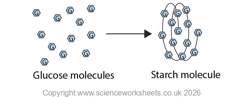 Glucose being converted into insoluble starch for storage in a plant