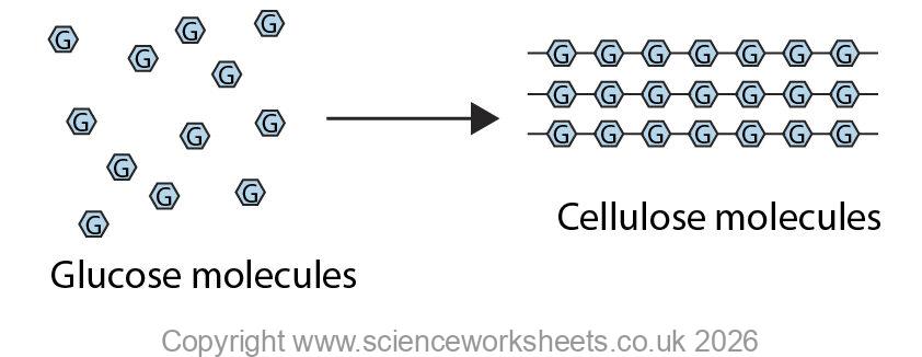 Glucose molecules being converted to cellulose molecules