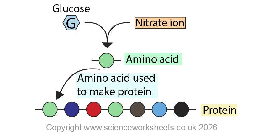 Glucose joining with nitrate ions to form amino acids, that are joined together to make proteins for growth