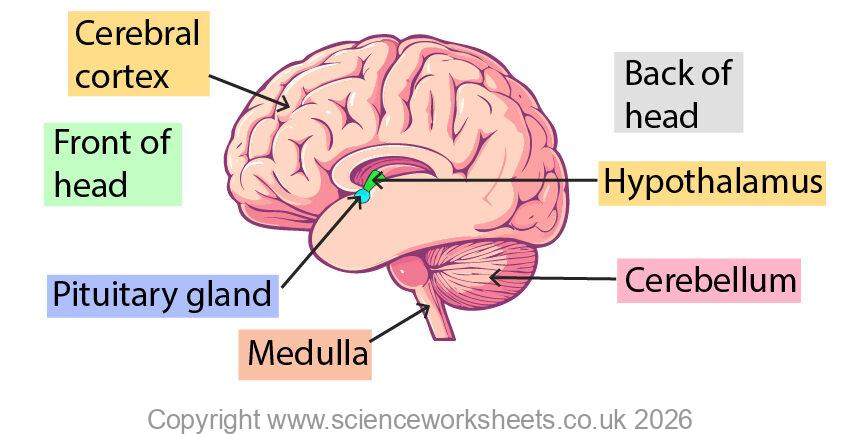 image of the human brain
