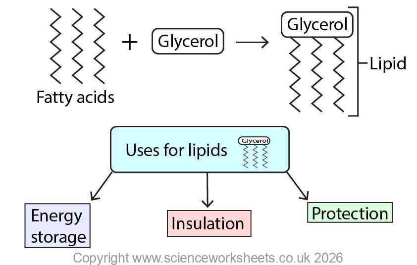 Lipid metabolism