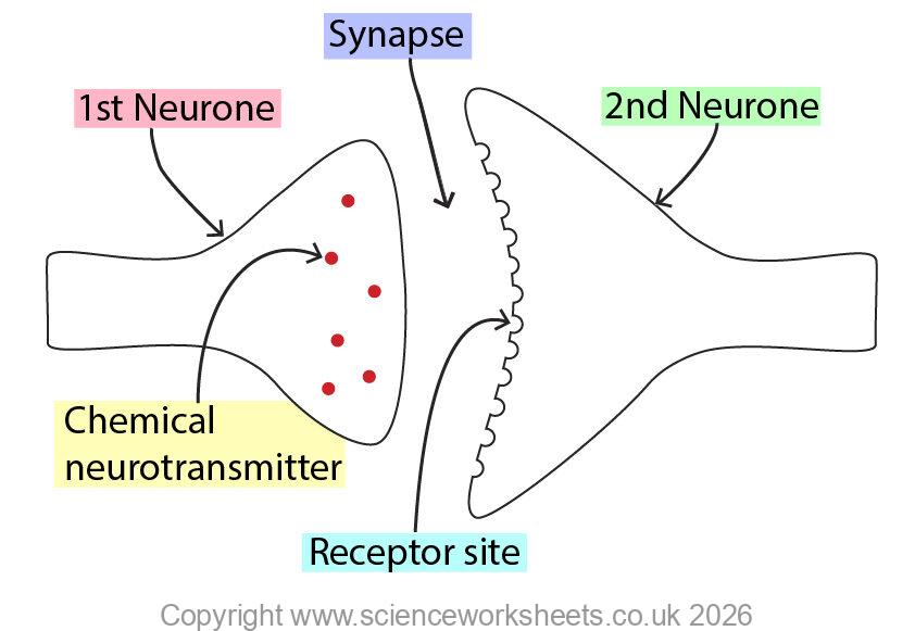 Synapse Worksheets.pdf AQA GCSE Reflexes & Synapses (Biology) - Science Worksheets
