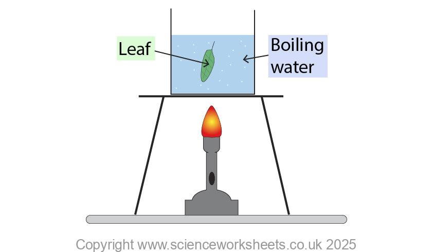 boiling a leaf in water, first stage in testing a leaf for starch