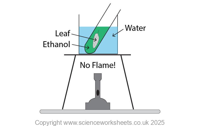 Using hot ethanol to extract chlorophyll from the leaf