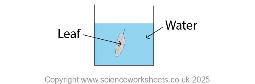 Testing a leaf for starch, rinsing the leaf in water