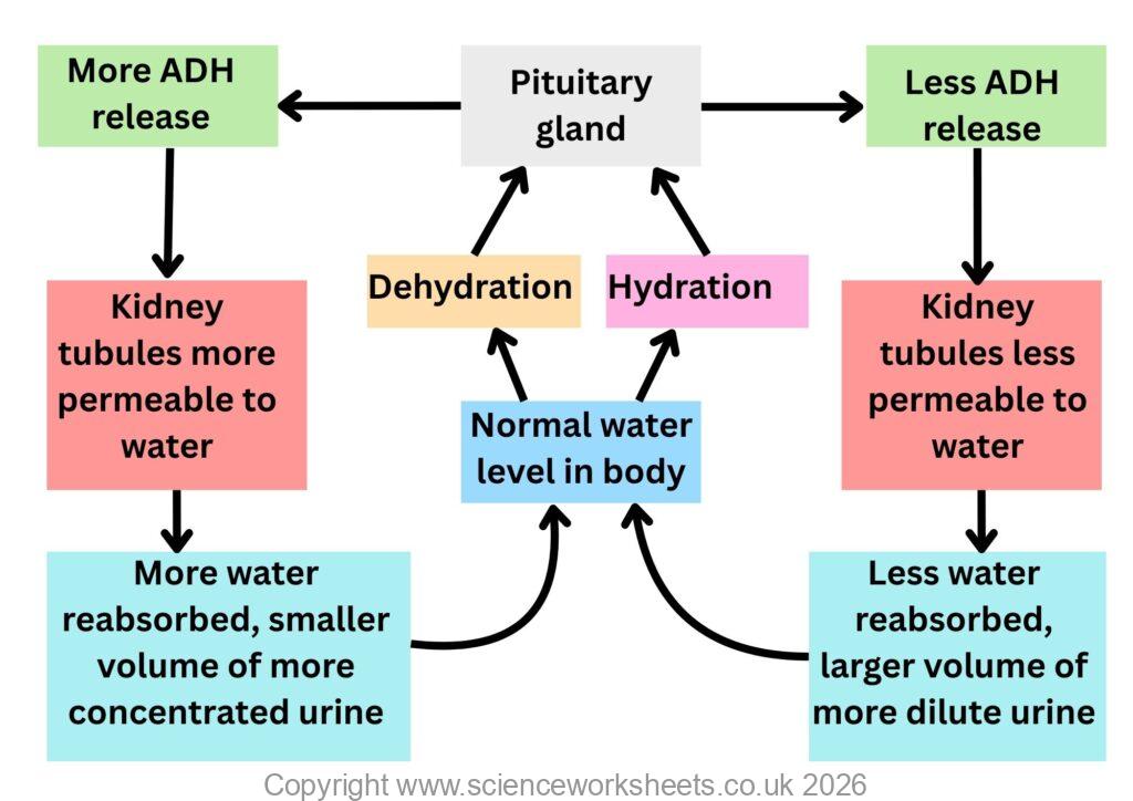 osmoregulation in humans