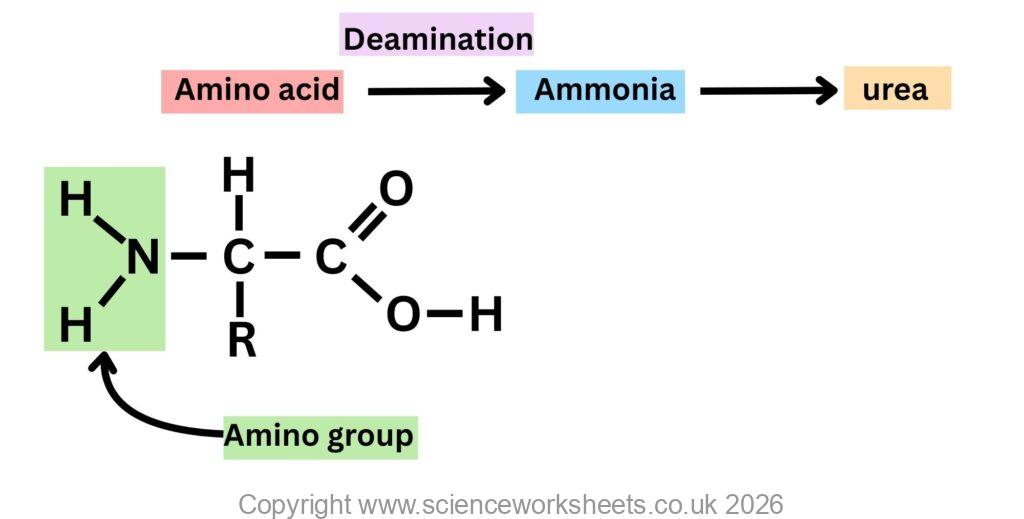 Amino acid undergoing deamination