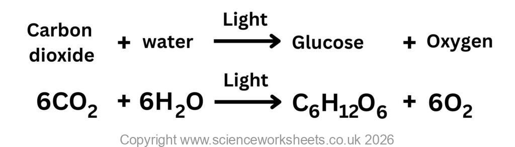 Word and symbol equations for photosynthesis