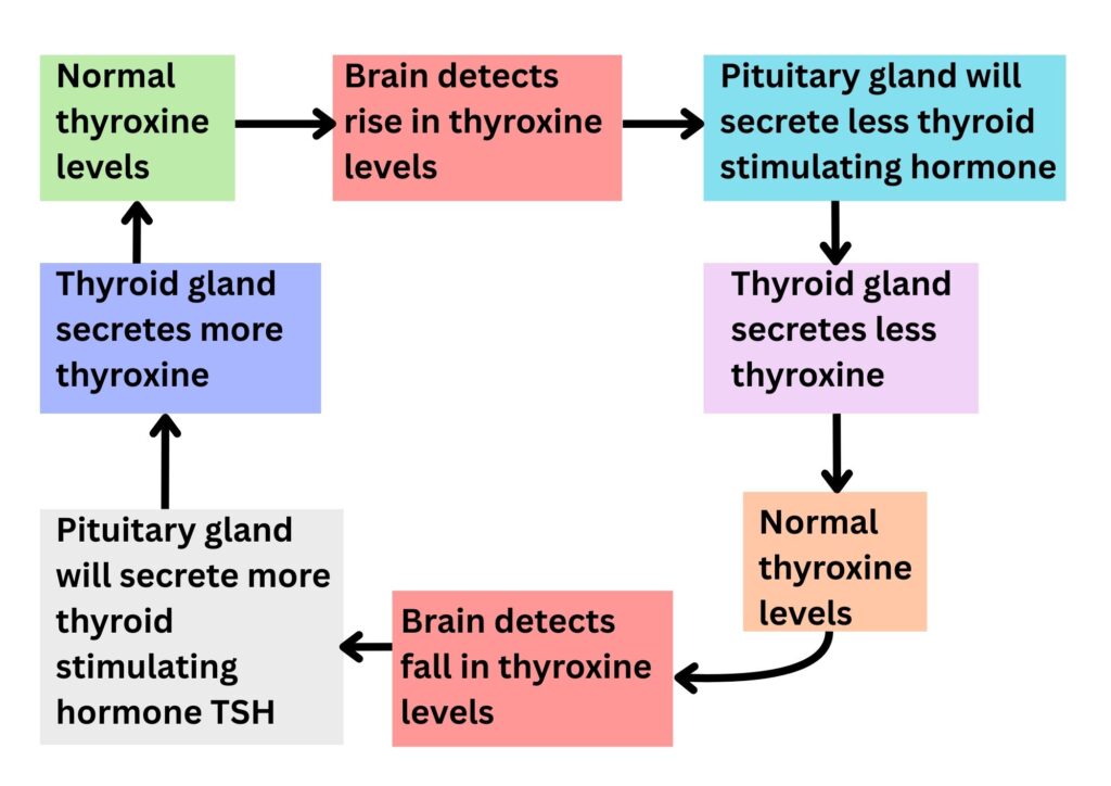 Controlling thyroxine levels in the body via negative feedback