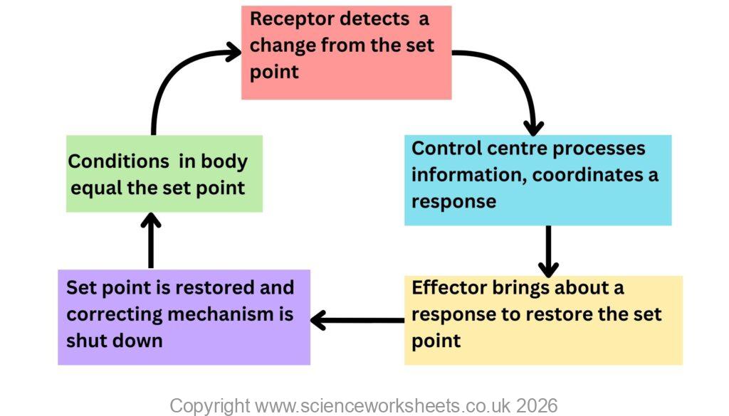 Negative feedback cycle for homeostasis