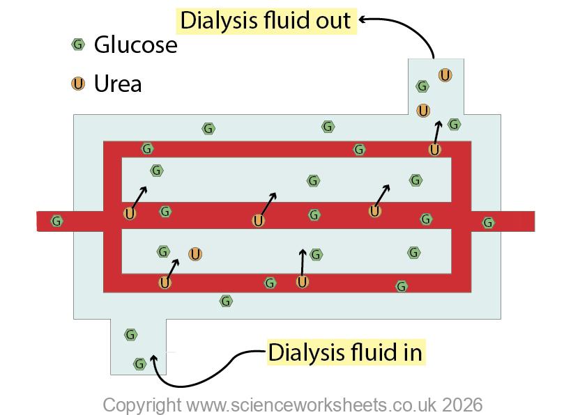 zoomed in version of dialysis to explain how it works