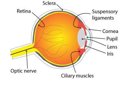 AQA GCSE The Eye (Biology) - Science Worksheets