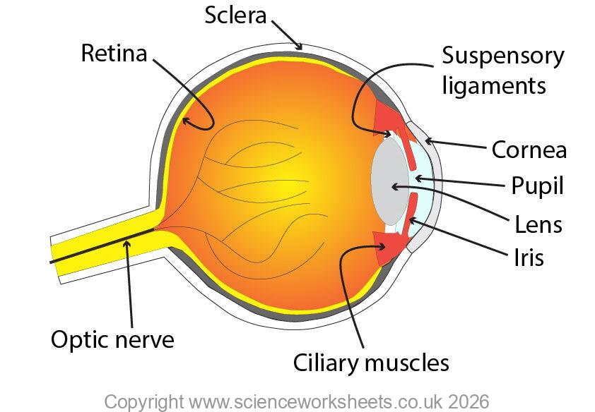 Eye diagram with lables