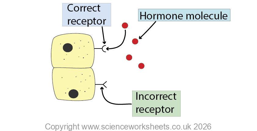 How hormones work
