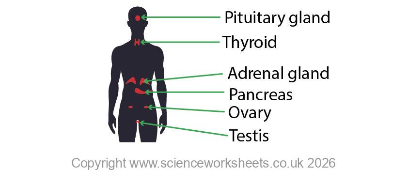 Location of endocrine glands within the human body