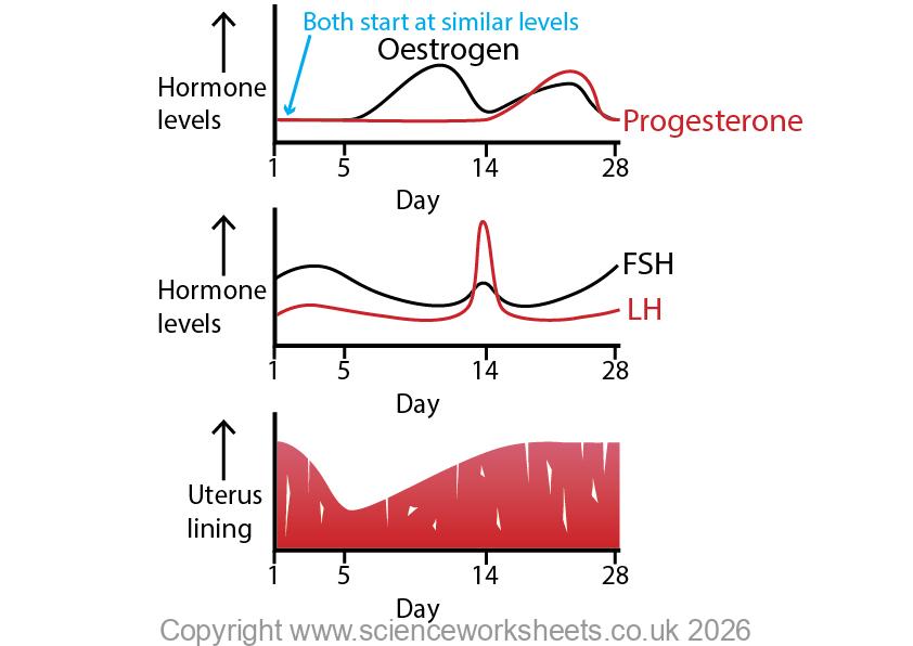Menstrual cycle with the 4 hormones