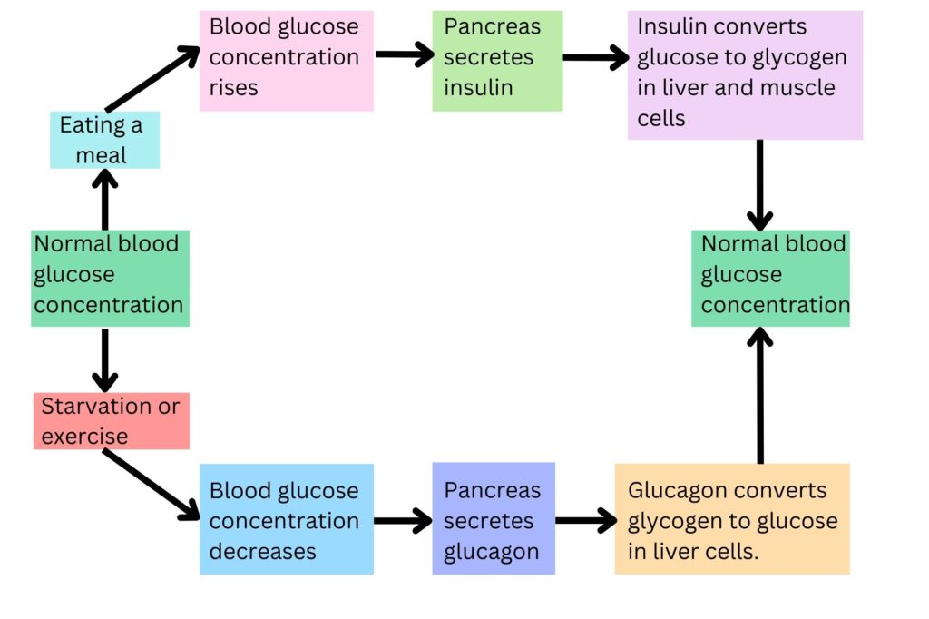 Normal blood glucose regulation using negative feedback