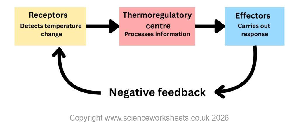 Negative feedback loop for temperature control