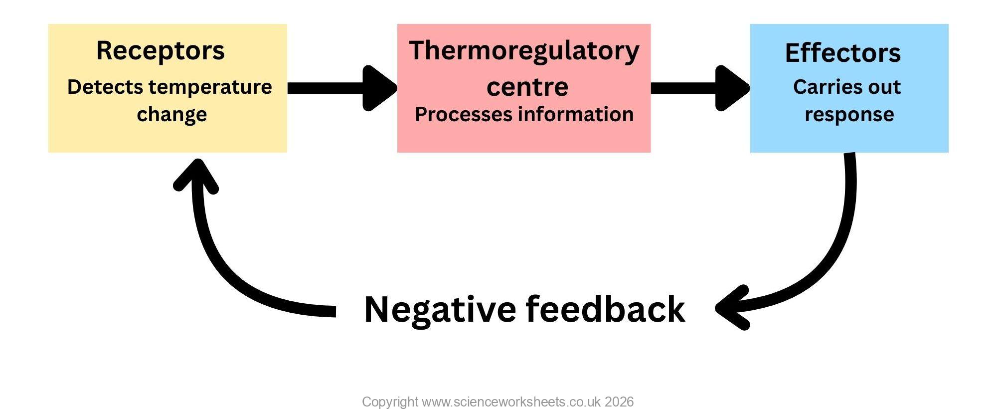 AQA GCSE Controlling body temperature (Biology) - Science Worksheets