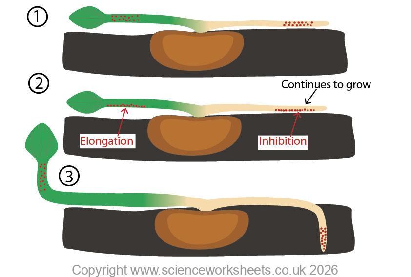 auxin in roots causing inhibition