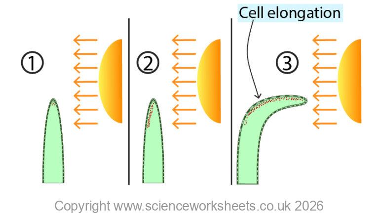 AQA GCSE Control and coordination in plants using hormones(Biology ...
