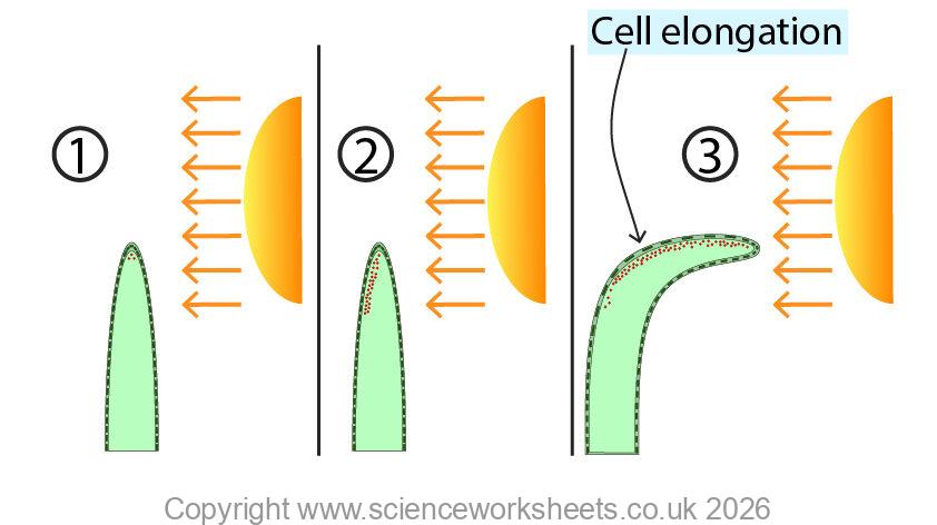 unevenly lit shoot exposed to auxin