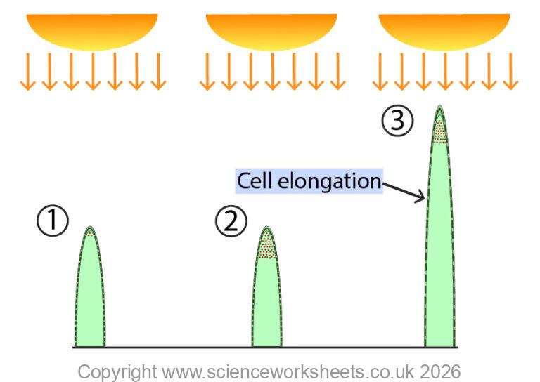 AQA GCSE Control and coordination in plants using hormones(Biology ...