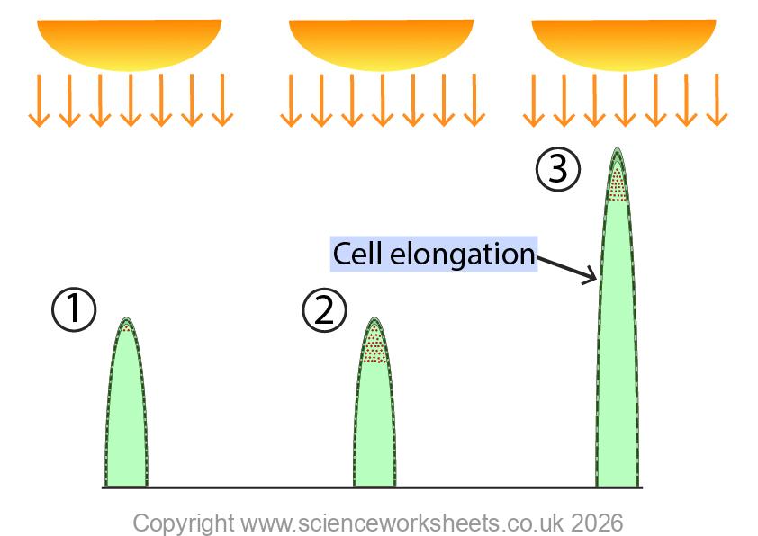 Shoot is evenly illuminated and in response the shoot will grow directly upwards