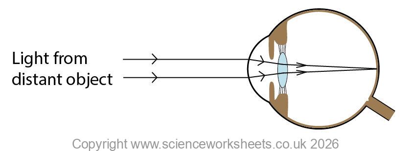 Eyes focus on light from a distant object