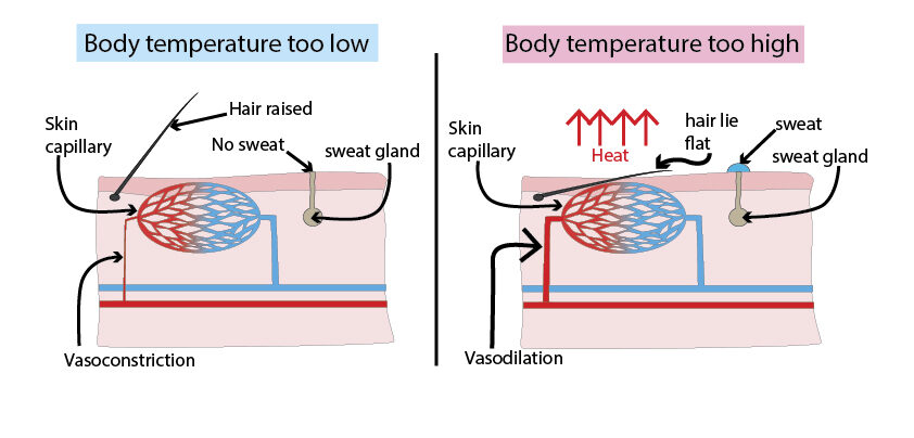 image showing vasoconstriction and vasodilation in skin